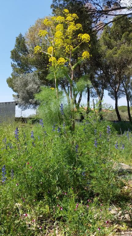 Villa Morgante B&B Pedara Εξωτερικό φωτογραφία