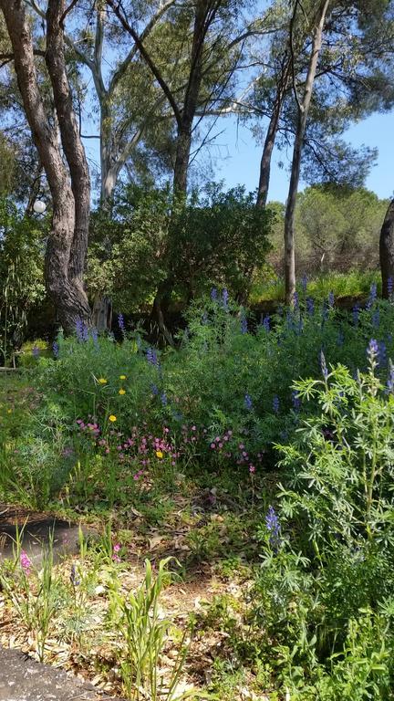 Villa Morgante B&B Pedara Εξωτερικό φωτογραφία