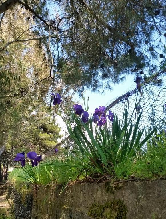 Villa Morgante B&B Pedara Εξωτερικό φωτογραφία